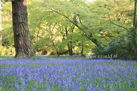 Hyacinthoides