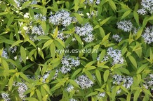 Amsonia