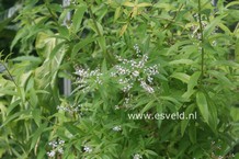 Aloysia