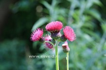 Cirsium