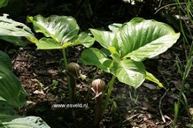 Arisaema