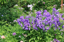 Campanula