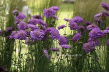 Scabiosa