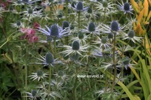 Eryngium