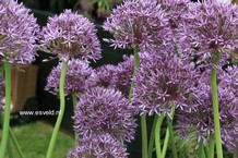 Allium