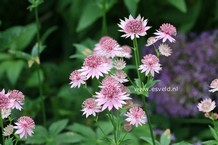 Astrantia