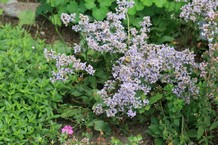 Limonium