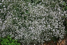 Gypsophila