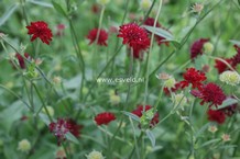 Knautia