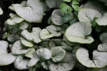 Brunnera