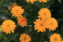 Heliopsis