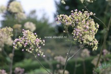 Thalictrum