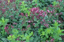 Origanum