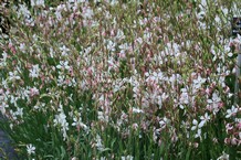 Gaura