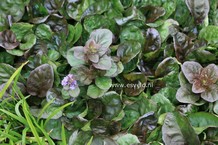 Ajuga