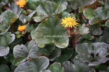 Ligularia