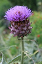 Cynara