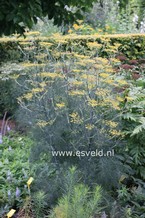 Foeniculum