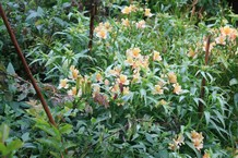 Alstroemeria