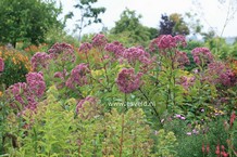 Eupatorium