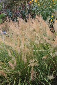 Calamagrostis