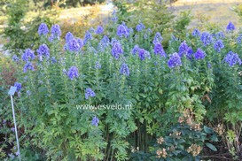 Aconitum