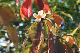 Franklinia