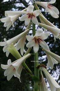 Cardiocrinum