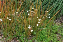 Libertia