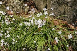 Ipheion