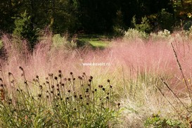 Muhlenbergia