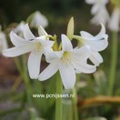 Crinum