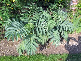 Melianthus