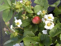 Fragaria