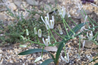 Albuca