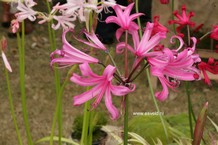 Hippeastrum