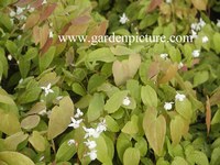 Epimedium