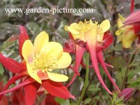 Aquilegia