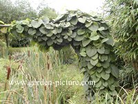 Aristolochia