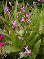 Bletilla