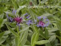 Centaurea