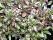 Coprosma