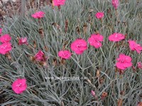 Dianthus