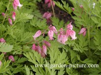 Dicentra