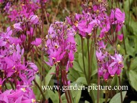 Dodecatheon