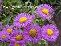 Erigeron