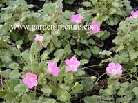 Erodium