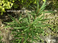 Grevillea