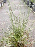 Juncus