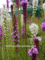 Liatris